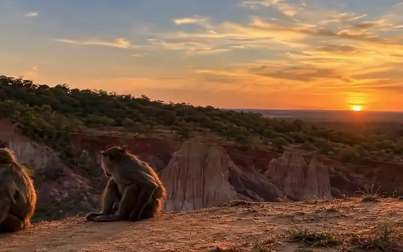 Babbuini sul canyon di Marafa al tramonto