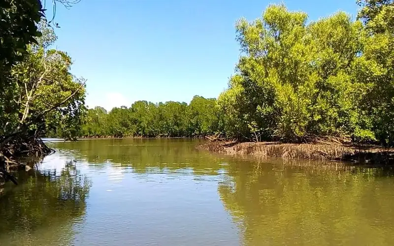 Canale di mangrovie a Robinson Island