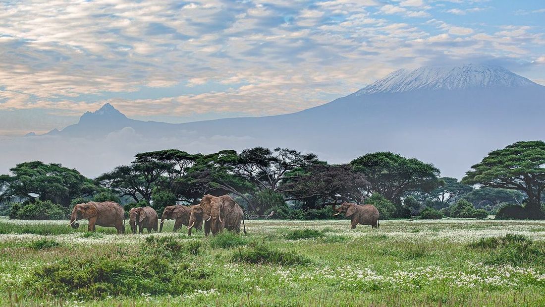 Amboseli + Tsavo Est